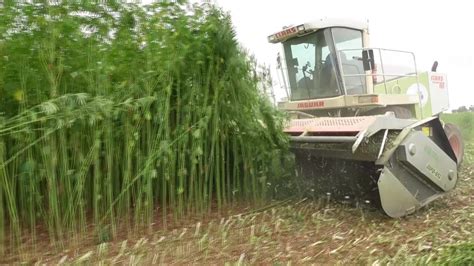 Largest Industrial Hemp Crop In The Southern Hemisphere Harvested Nbn News