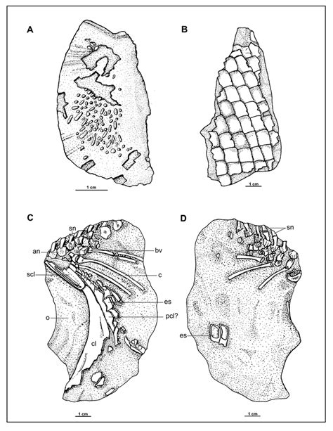 A Mhin Unsl Geo V 180 Opérculo Derecho Right Operculum B