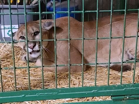 Mountain Lion Captured In Springfield Settling In At New Home