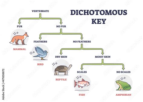 Vecteur Stock Dichotomous Key As Scientific Organisms Identification