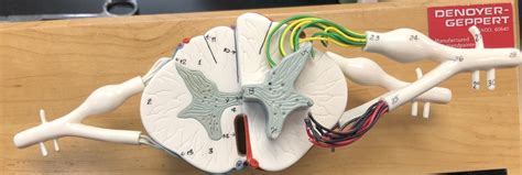 Spinal Cord Diagram | Quizlet