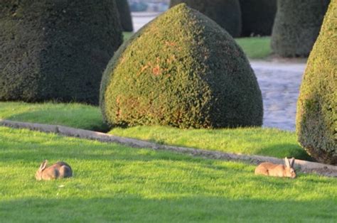 Paris grâce à une association les lapins de garenne pourraient ne