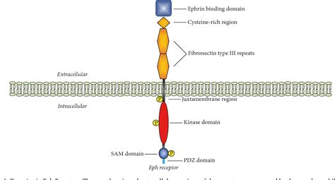 Figure 1 From Differential Expression Patterns Of Eph Receptors And