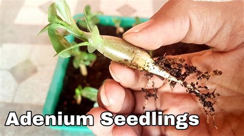 How To Grow Adenium From Seeds Adenium Seedling Youtube