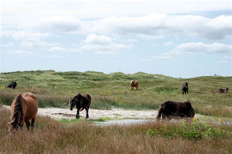 Sable Island | Here & There