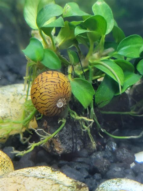 Gotta love nerite snails : r/Aquariums