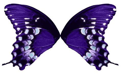 Butterfly Wings-Purple Aqua by FairyFindings on DeviantArt