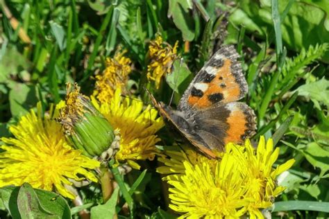 Butterfly Europe Alps Over Royalty Free Licensable Stock Photos