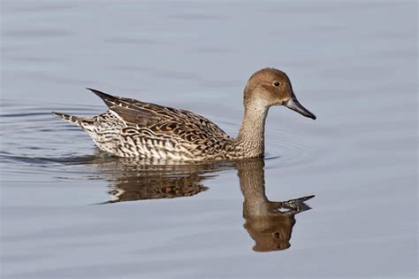 Northern Pintail Walton County Flordia Inaturalist Nz