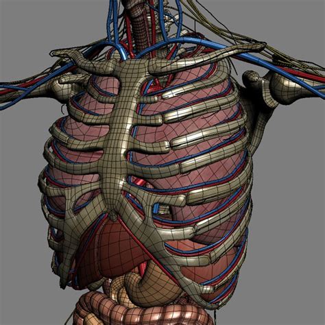 Human Female Anatomy 3d Model Max Obj 3ds Fbx C4d Lwo Lw Lws