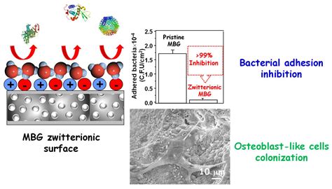 Pharmaceutics Free Full Text Achievements In Mesoporous Bioactive Glasses For Biomedical