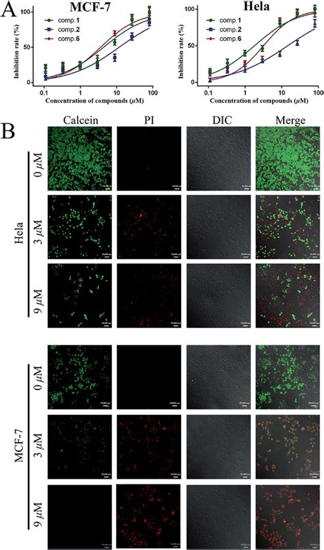 A Cytotoxicity Assay Of Compound 1 2 And 6 Against Mcf 7 And Hela