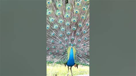 Peacock Dance How Are The Peacocks Peacock 🦚🦚🦚🦚🦚🦚🦚 Shorts Birds