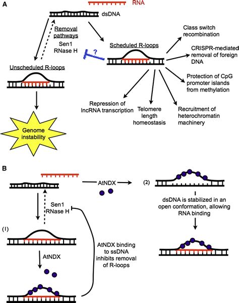 The Rs Of Biology R Loops And The Regulation Of Regulators Molecular Cell