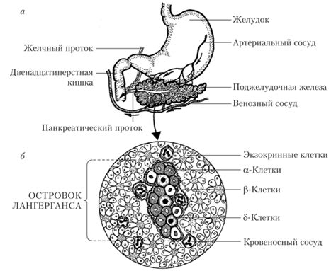 Поджелудочная железа - ФИЗИОЛОГИЯ ЧЕЛОВЕКА И ЖИВОТНЫХ