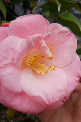 Buy The Best Cold Hardy Camellia Plants That Will Grow In Usda Zone 6