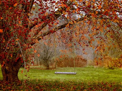 Autumn Swing Pictures Photos And Images For Facebook Tumblr