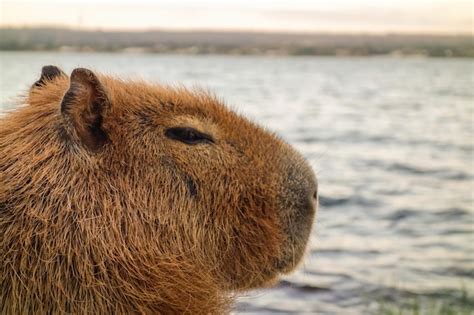 Premium Photo Closeup View Of Adult Capybara Hydrochoerus