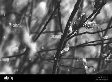 Pussy Willow Catkins Bloom Goat Willow Branches Of Willow With Soft