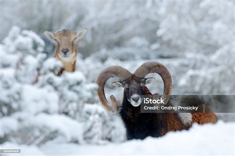 Male And Female Of Mouflon Ovis Orientalis Winter Scene With Snow In