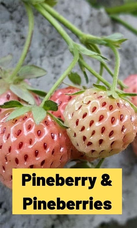 Pineberry & Pineberries (All You Need To Know)