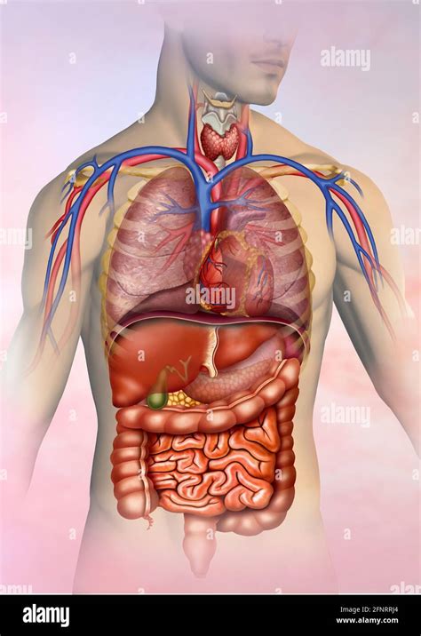 La Anatom A Del Cuerpo Humano Se Compone De Sistemas Circulatorio