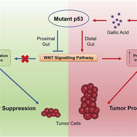 Mutant P53 Inhibits Tumorigenesis By Avoiding The Initiation Of Download Scientific Diagram