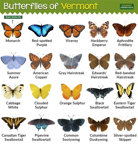 The 31 Common Butterflies Found In Vermont Nature Blog Network