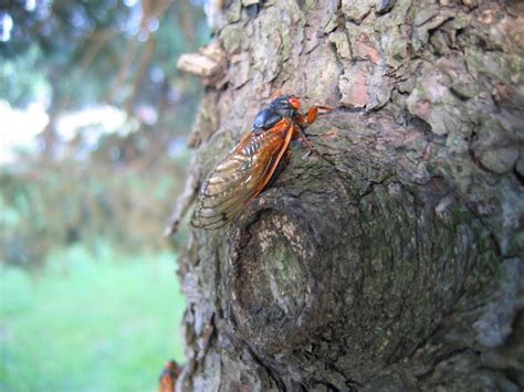 For The First Time In 221 Years A Rare Double Emergence Of Cicadas Is