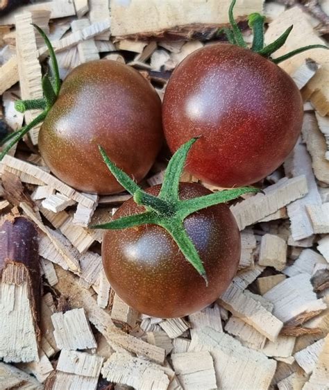 pomidor Black Cherry nasiona kolekcjonerskie Łódź Kup teraz na