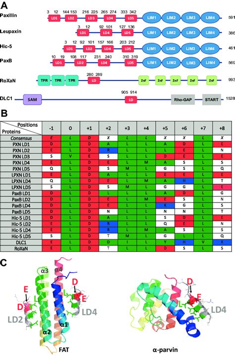 Overview Of Ld Motifs A Schematic Representation Of Human Paxillin