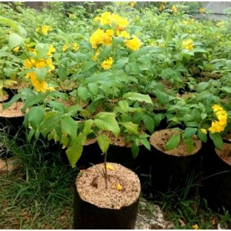 jual tanaman hias bunga tekomaria bibit pohon bunga tekomaria bibit