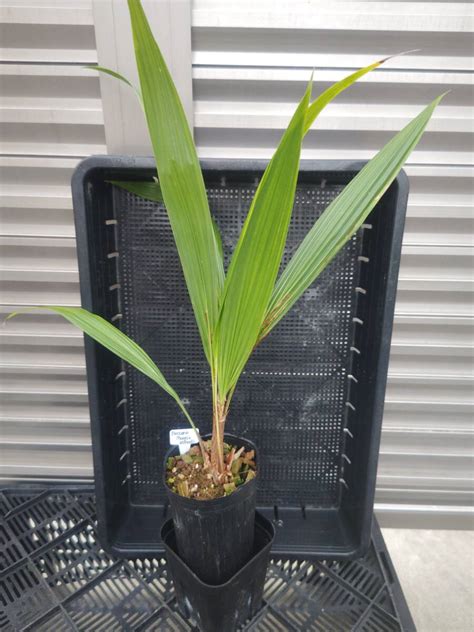Yahooオークション Beccariophoenix Alfredii ベッカリオフェニッ