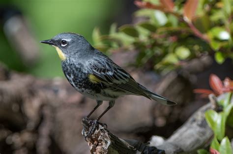 Warbler Yellow Rumped Audubon 20180515 04 Wings Over Skagit