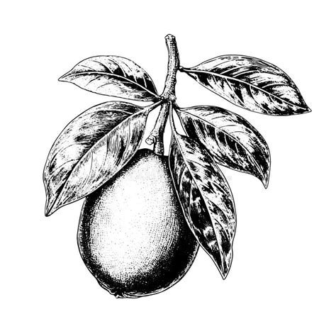 Kumquat Vector Drawing Isolated Hand Drawn Engraved Style