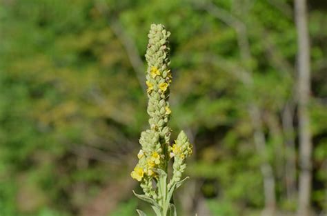 Common Mullein North Carolina Durham County Eno River S Flickr