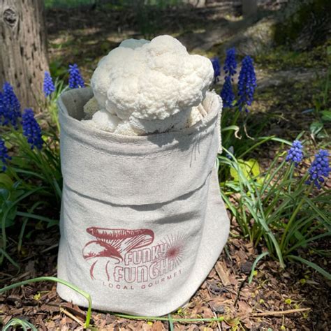 Lions Mane Kit Hericium Erinaceus Funky Funghi