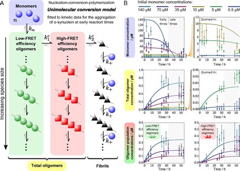 Kinetic Model Of The Aggregation Of Alpha Synuclein Provides Insights