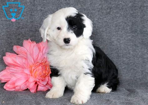 Mini Sheepadoodle Puppies Uk 99 Miniature Sheepadoodle Puppies For