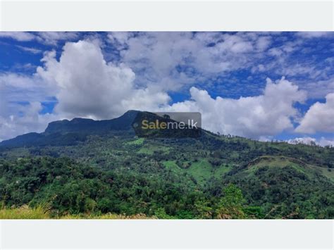 Land - Land for sale Nawalapitiya in Nawalapitiya | SaleMe.lk