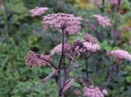 Angelica Sylvestris Vicar S Mead