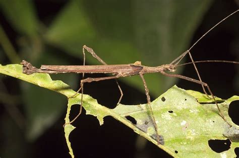 Insecto Palo Naukas