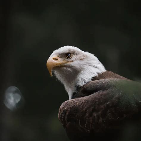 Cuál es la relación del águila calva con los acuíferos y fuentes de