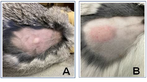 Figure 1 From Comparison Of Autografts And Biodegradable 3D Printed