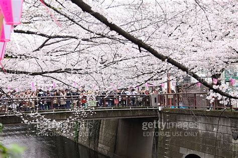 Cherry Blossoms Along the Meguro River in Tokyo Japan 이미지 627854904