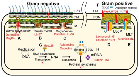 Cell Wall Synthesis