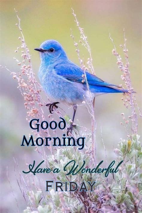 Good Morning Pictures Blessed Friday And Photos Of A Beautiful Bird