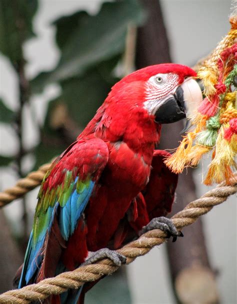 Love, Joy and Peas: Macaw Parrot Photos by Ben Wheeler