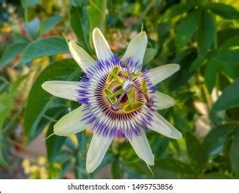 Close Passiflora Passion Flower Passiflora Caerulea Stock Photo