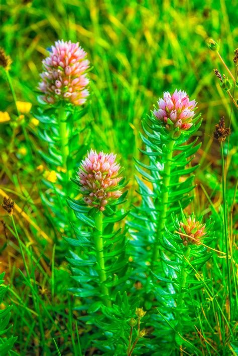 View photographs of San Juan Mountain Wildflowers